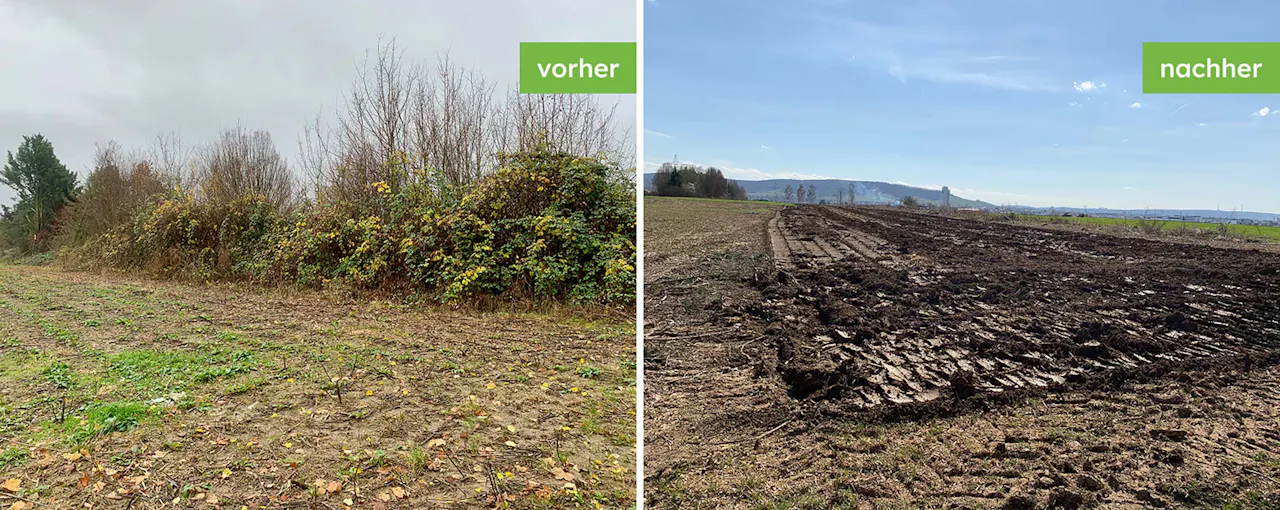 Rodung und Rekultivierung einer Feldfläche vorher und nachher