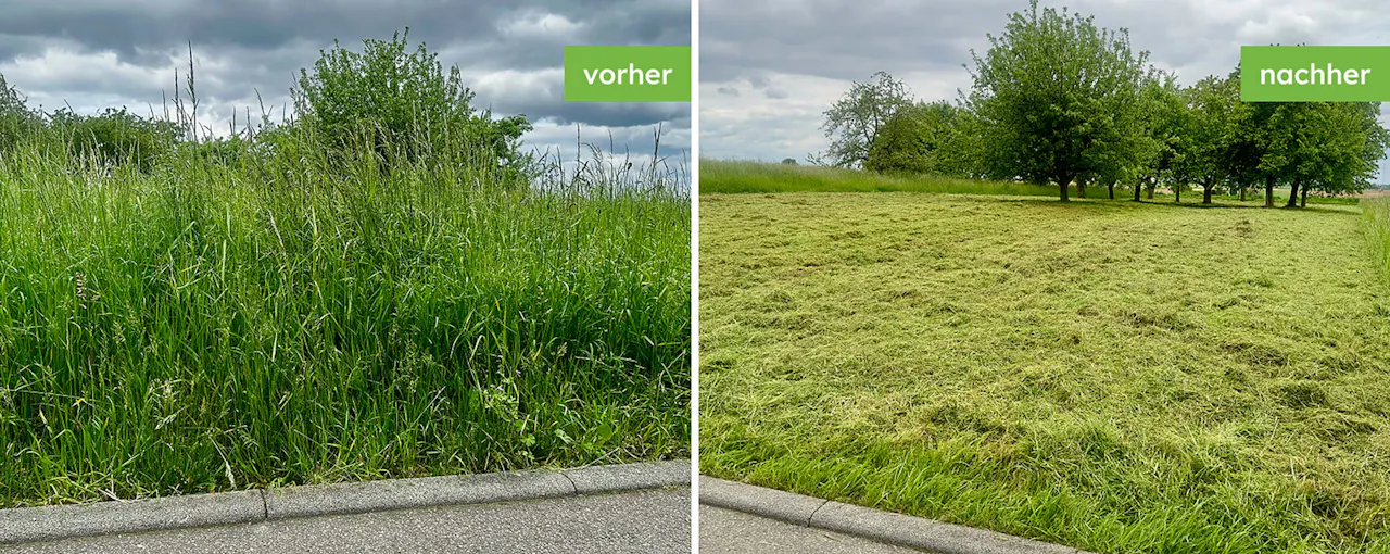 Mähen einer verwilderten Wiese vorher und nachher