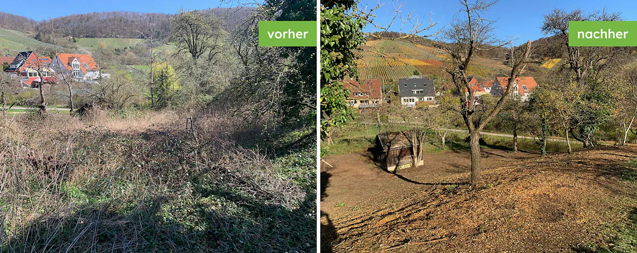 Grundstücksrodung mit Blick auf Weinberge vorher und nachher