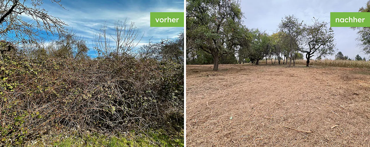 Gemulchte Streuobstwiese vorher und nachher