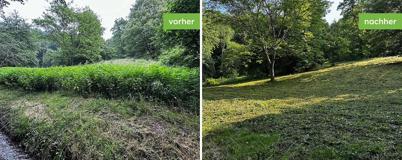 Mulcharbeiten auf Wiese vorher und nachher