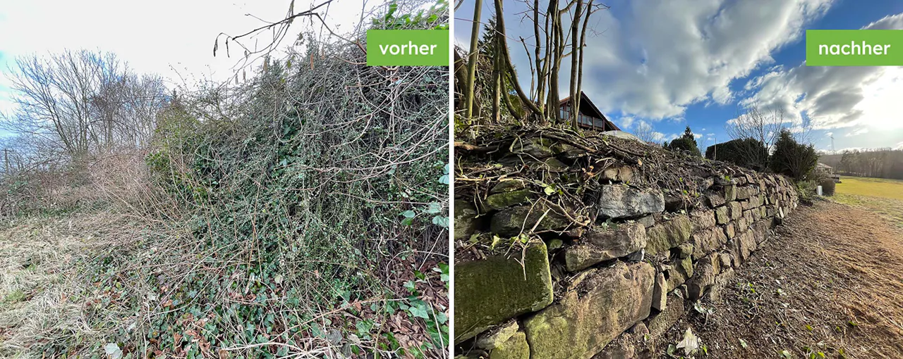 Freilegung einer Natursteinmauer durch Rodung vorher und nachher