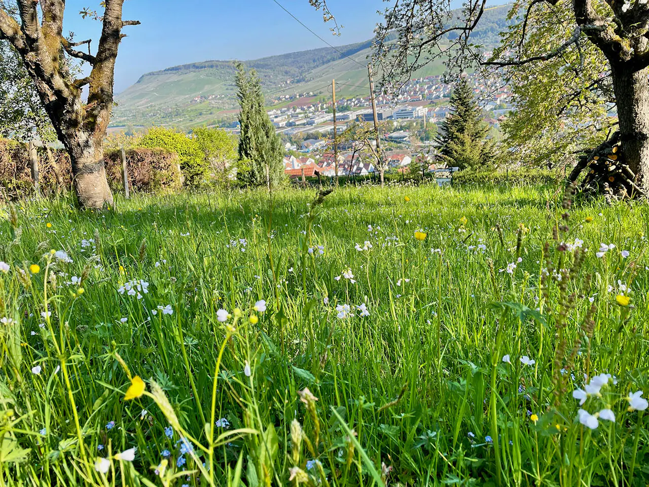 Blühende Wiese in Hanglage – naturnahe Landschaftspflege im Rems-Murr-Kreis